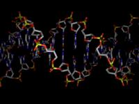 DNA-model: side view